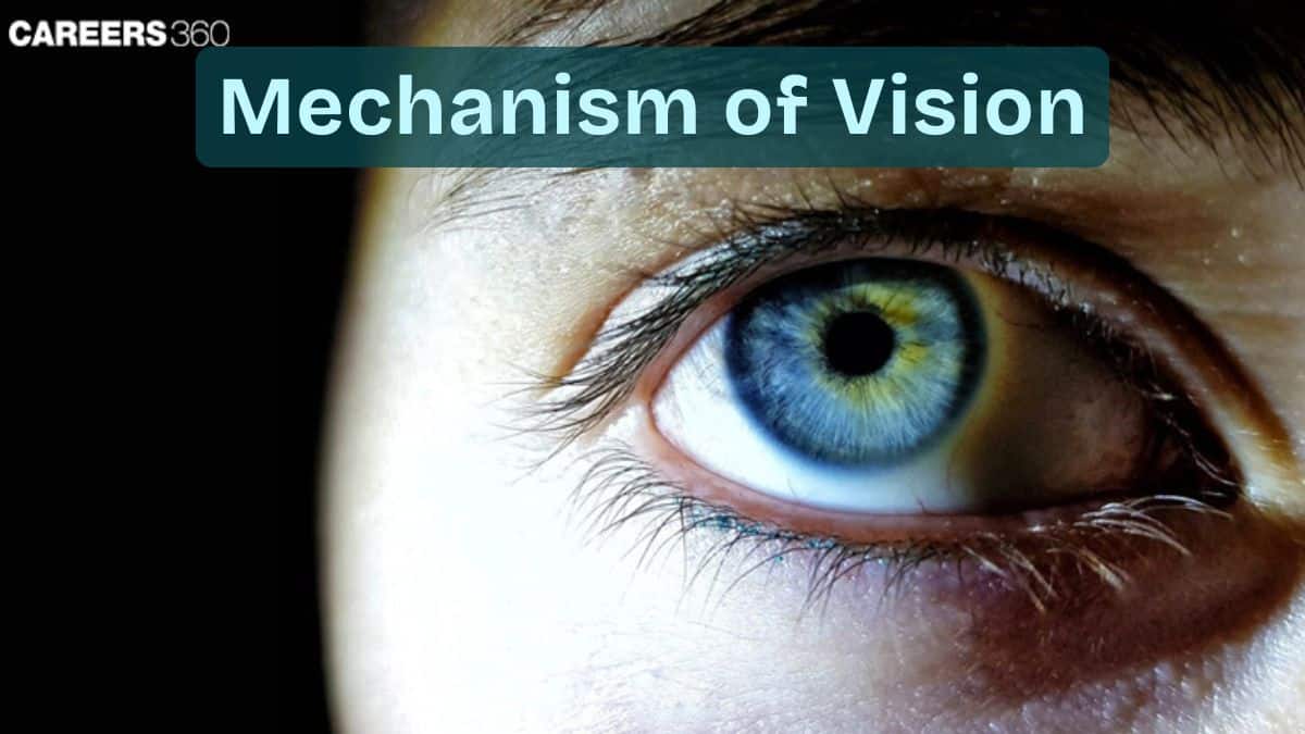 Mechanism of Vision: Structure, Different Parts, Functioning